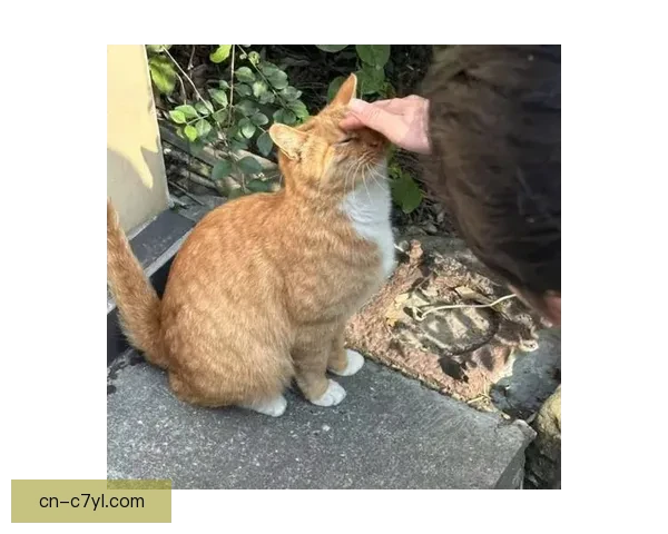 四川官方回应入场小猫未受伤害